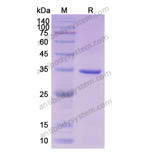 Recombinant Human CDK1, N-His