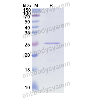 Recombinant Human C2, N-His