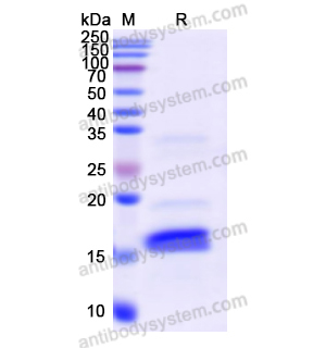 Recombinant Human S100A9, N-His