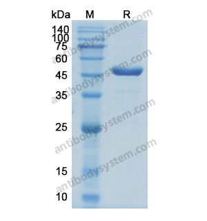 Recombinant Human APOA4, N-His