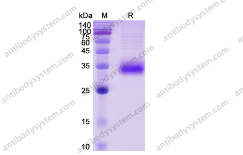 Recombinant Human CD2, C-His