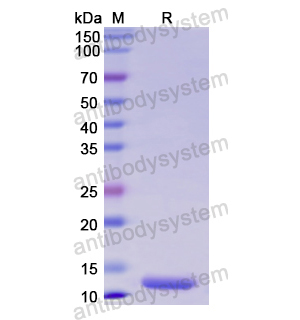 Recombinant Human ENO1, N-His