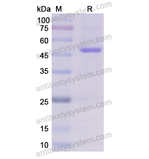 Recombinant Human ENO1/Alpha-enolase, C-MAT