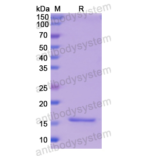Recombinant Human NPM1, N-His