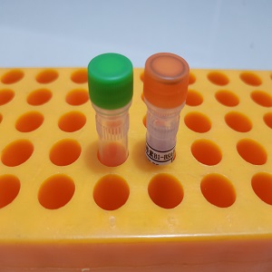 莱克多巴胺抗体 小鼠抗莱克多巴胺单克隆抗体 莱克多巴胺抗原抗体