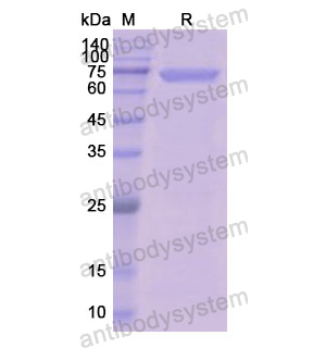 Recombinant Human LIPF, N-GST
