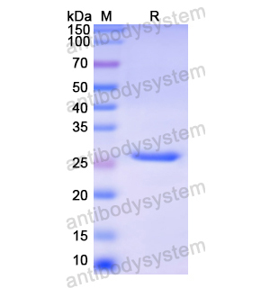 Recombinant Human TPO, N-His
