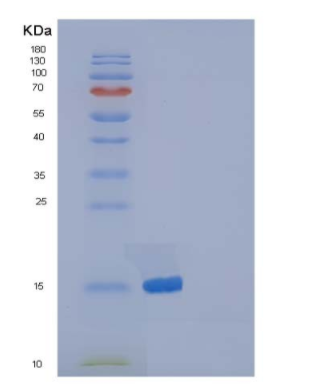 Recombinant Mouse Pleiotrophin / PTN / HB-GAM Protein