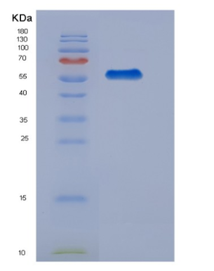 Eukaryotic Interleukin 27 (IL27)