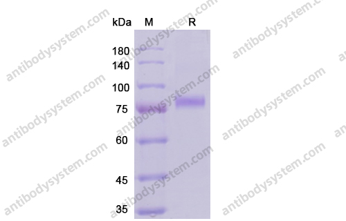 Recombinant Human CD141/THBD, C-His