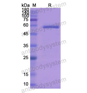 Recombinant Human CD115/CSF1R, N-His