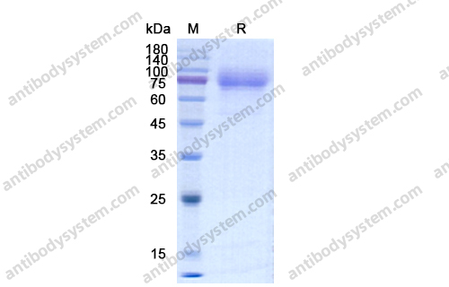 Recombinant Human CD115/CSF1R, C-His