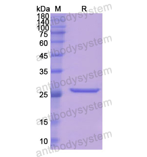 Recombinant Human BPGM, N-His