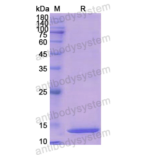 Recombinant Human MSMB, N-His