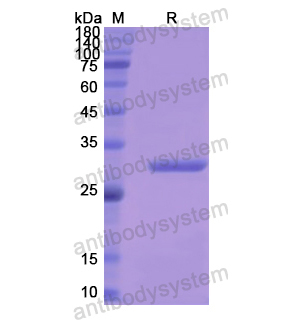 Recombinant Human COL1A2, N-His