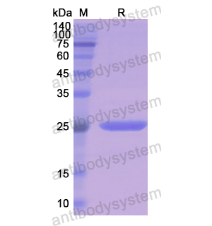 Recombinant Human CD271/NGFR, N-His