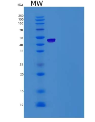 Recombinant Mouse LYVE1 / LYVE-1 Protein (Fc tag)