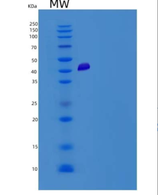 Recombinant Human ADCYAP1R1 Protein (Fc tag)