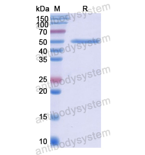 Recombinant Human ELANE, N-GST