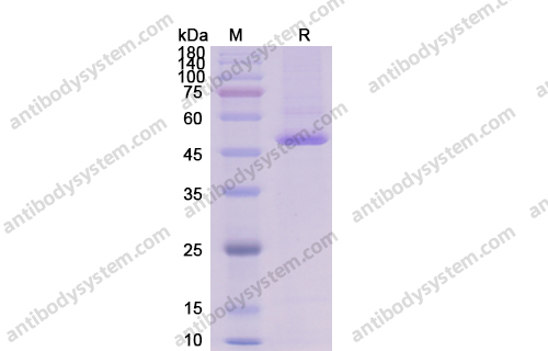 Recombinant Human MMP2, N-His