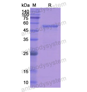 Recombinant Human CTSG, N-GST