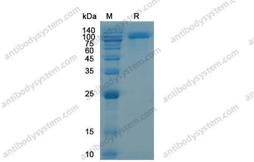Recombinant Human CD228/MELTF, C-His