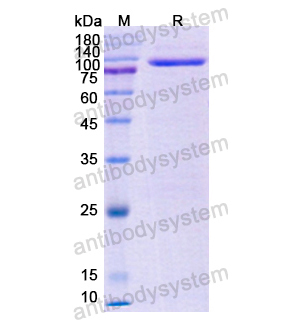 Recombinant Human CD228/MELTF, N-His