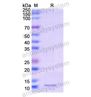 Recombinant Human CD16a/FCGR3A, N-His