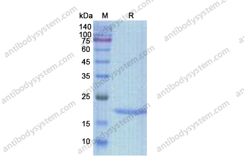 Recombinant Human IL3, C-His