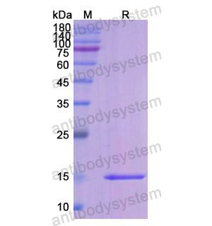 Recombinant Human F7, N-His
