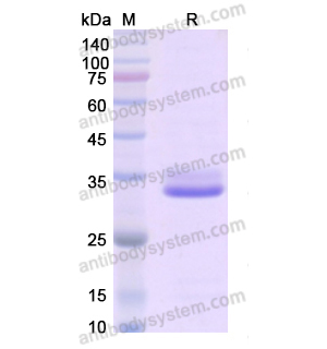 Recombinant Human IGFBP1, C-His