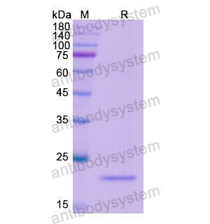 Recombinant Human POU2F2, N-His