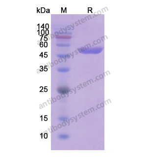Recombinant Human ENO2/NSE, N-His