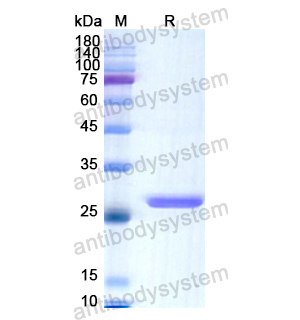 Recombinant Human GSTA2, N-His