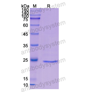 Recombinant Human CD48, N-His