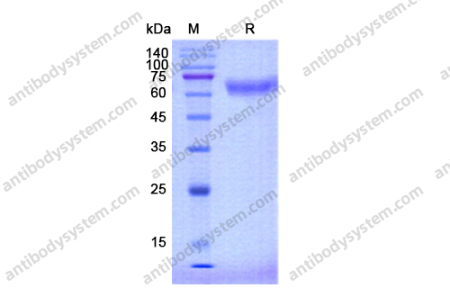 Recombinant Human CD48, C-Fc