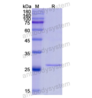 Recombinant Human HMGB1, N-His