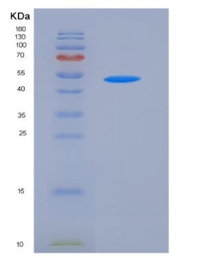 Recombinant Mouse KYNU / Kynureninase Protein (His tag)