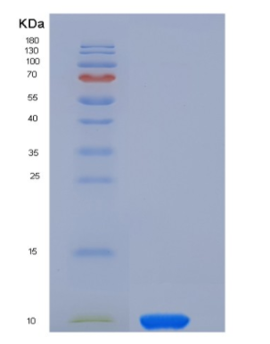 Recombinant Human COL6A3 / Collagen-VI Protein