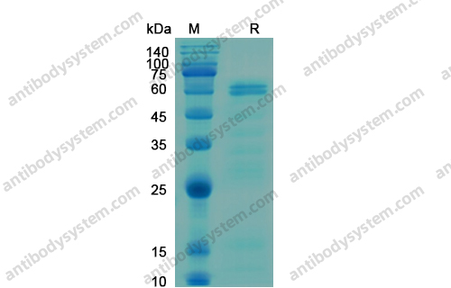 Recombinant Human CSF1/M-CSF, N-His