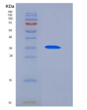 Recombinant Human PDK / PDZ binding kinase / TOPK Protein (His tag)