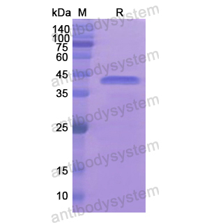 Recombinant Human HNRNPA1, N-His