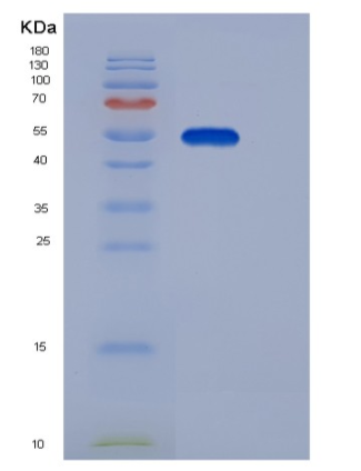 Recombinant Human EDEM2 / C20orf31 Protein (His tag)