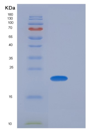 Recombinant Mouse SDF2 / SDF-2 Protein (His tag)