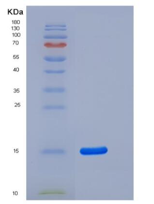 Recombinant Human Mucin-1 / MUC-1 Protein