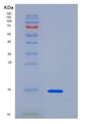 Recombinant Human CEACAM3 / CD66d Protein (His tag)