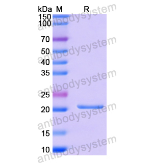 Recombinant Human CSF3/G-CSF, N-His