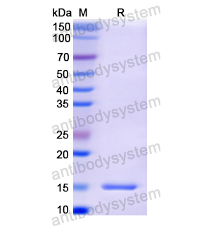 Recombinant Human FURIN, N-His