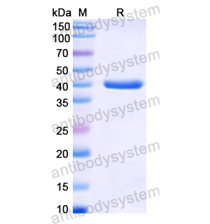 Recombinant Human H2AC11, N-GST