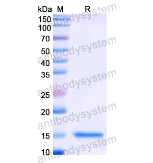 Recombinant Human OCM, N-His